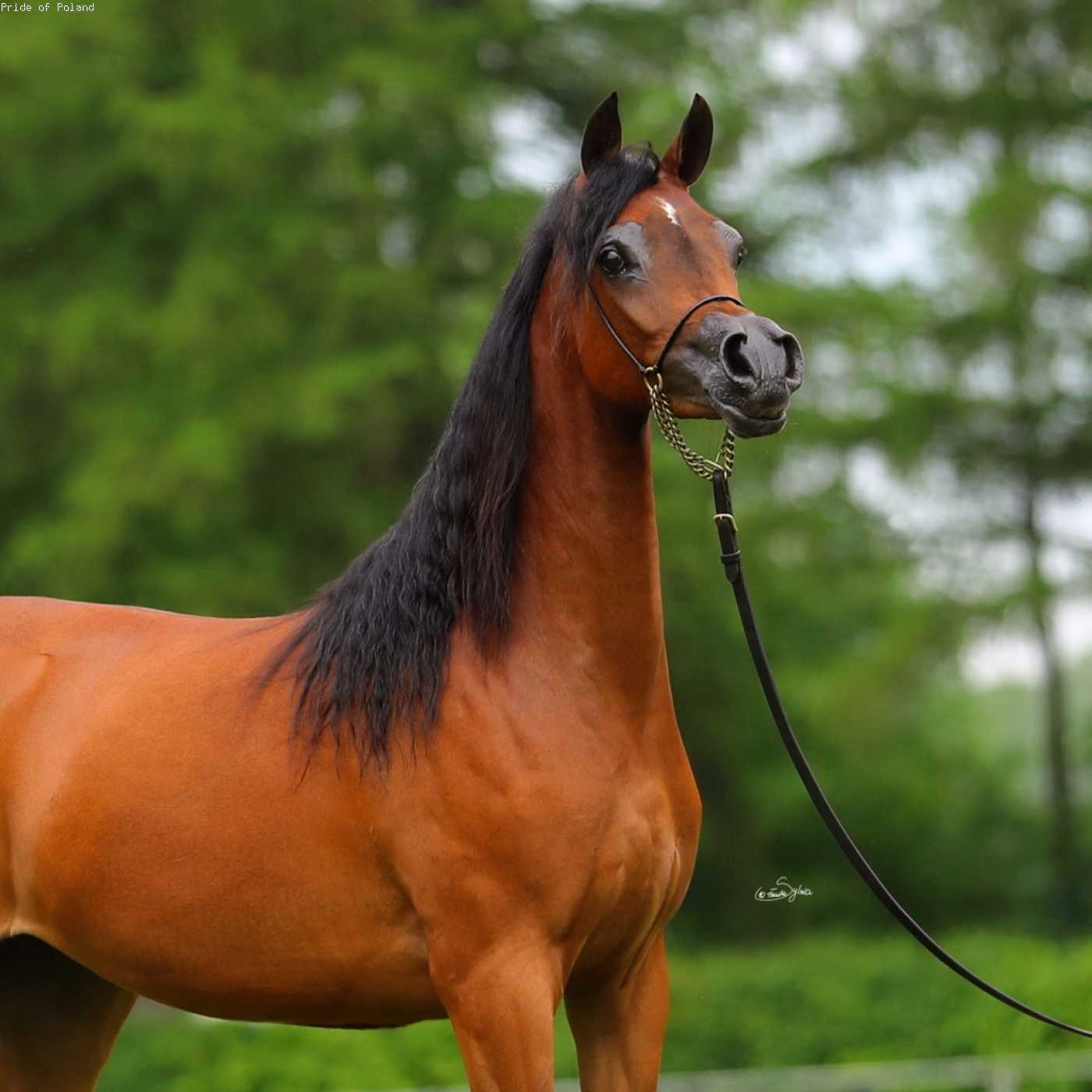 BELLA MIA — Mare · 5y